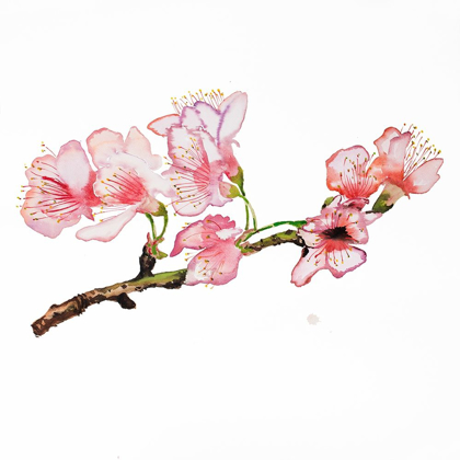Picture of BRANCH OF CHERRY BLOSSOM