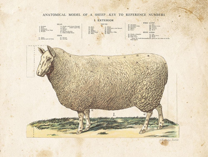 Picture of ANATOMICAL MODEL SHEEP