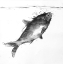 Picture of HAPPY SWIMMING FISH