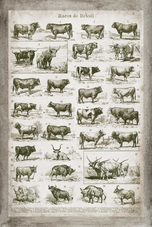 Picture of FRENCH COW CHART
