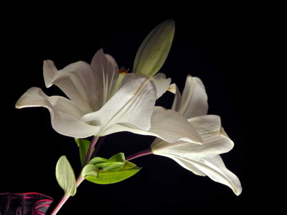 Picture of WHITE LILIES II