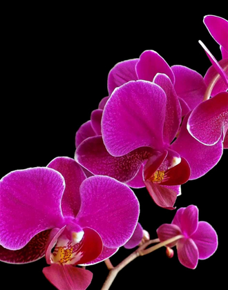 Picture of ORCHID ESSENCE I