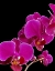 Picture of ORCHID ESSENCE I