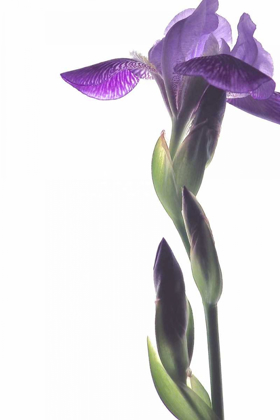 Picture of PURPLE IRIS I