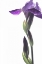 Picture of PURPLE IRIS I