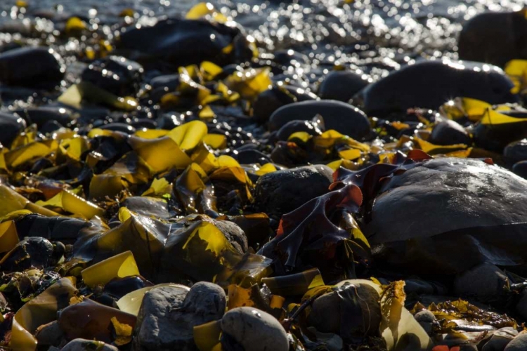 Picture of ROCKY SHORE II