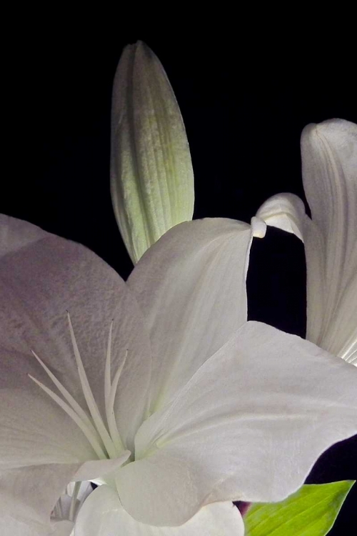 Picture of WHITE LILIES IV