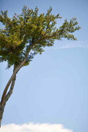 Picture of TALL TREE
