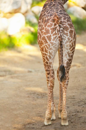 Picture of GIRAFFE II