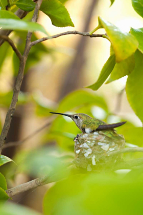 Picture of HUMMINGBIRD