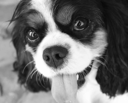 Picture of KING CHARLES SPANIEL BLACK AND WHITE