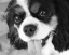 Picture of KING CHARLES SPANIEL BLACK AND WHITE