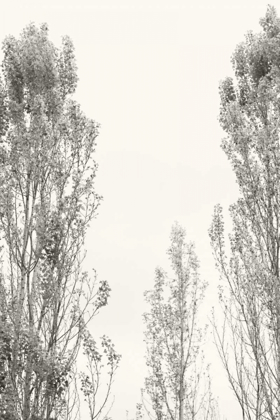 Picture of TREES IV