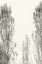 Picture of TREES IV