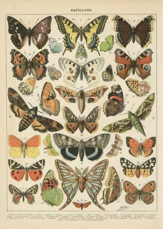 Picture of PAPILLONS I