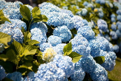 Picture of BLUE HYDRANGEA