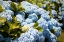 Picture of BLUE HYDRANGEA