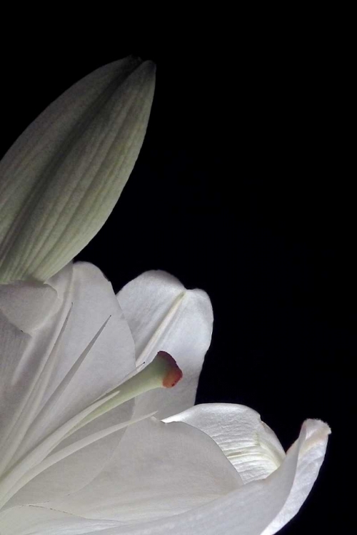 Picture of WHITE LILIES III