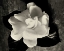 Picture of GARDENIA BLOOM