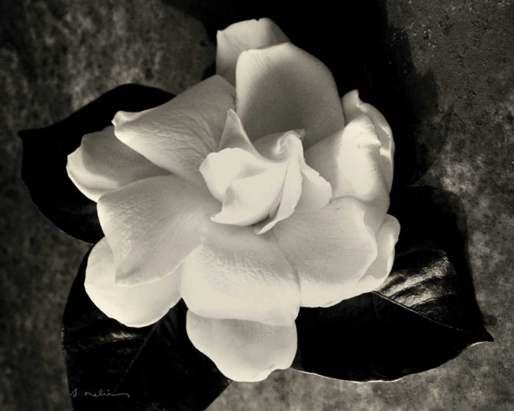 Picture of GARDENIA BLOOM