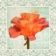 Picture of DAMASK ROSE I