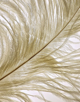 Picture of FEATHER CLOSE-UP II