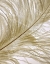 Picture of FEATHER CLOSE-UP II