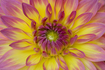 Picture of PURPLE AND YELLOW DAHLIA