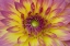 Picture of PURPLE AND YELLOW DAHLIA