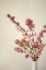 Picture of FRESH CUT FLOWERS II