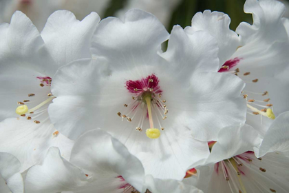 Picture of WHITE RHODODENDRON