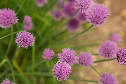 Picture of PURPLE FLOWER BALL I