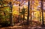 Picture of HANOVER FOREST II