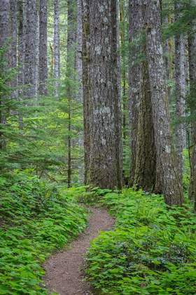 Picture of LEWIS RIVER TRAIL