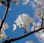 Picture of APPLE BLOSSOMS I