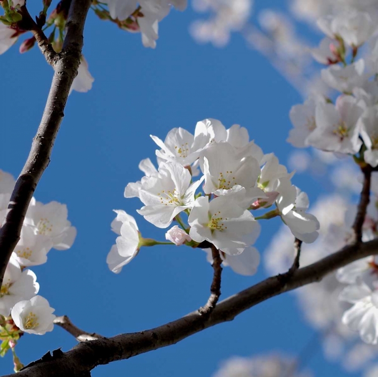 Picture of APPLE BLOSSOMS I