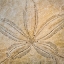 Picture of SAND DOLLAR DESIGN
