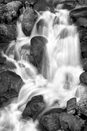 Picture of TRAILSIDE WATERFALL IV BW