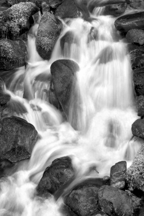 Picture of TRAILSIDE WATERFALL IV BW