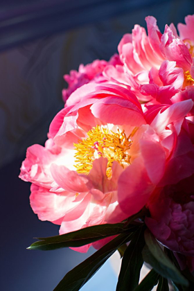 Picture of PINK FLORAL BLOOM