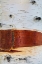 Picture of PAPER BIRCH