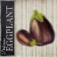 Picture of DELICIOUS EGGPLANT
