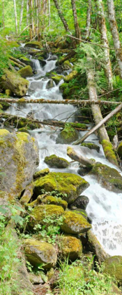 Picture of NORTH CASCADES NP VI