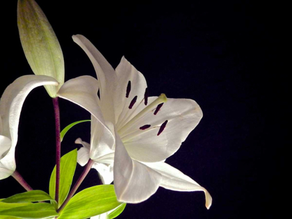 Picture of WHITE LILIES I