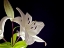Picture of WHITE LILIES I