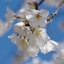 Picture of APPLE BLOSSOMS II