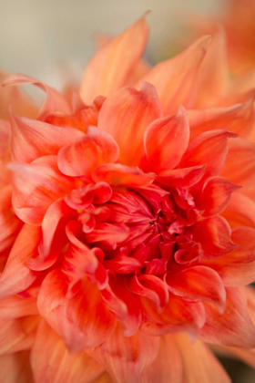 Picture of CORAL DAHLIA