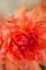 Picture of CORAL DAHLIA