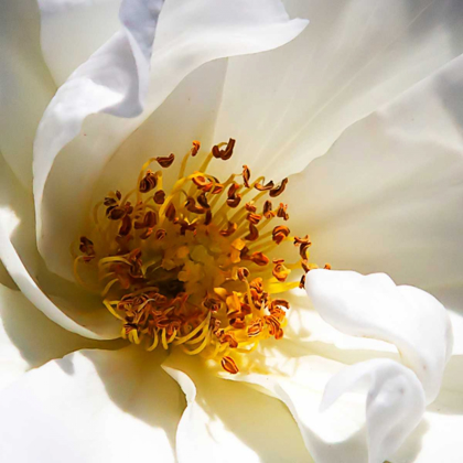 Picture of WHIPPED CREAM ROSE