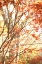 Picture of AUTUMN LEAVES